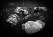 Rocks and reeds, Rannoch Moor, Scotland. SM003