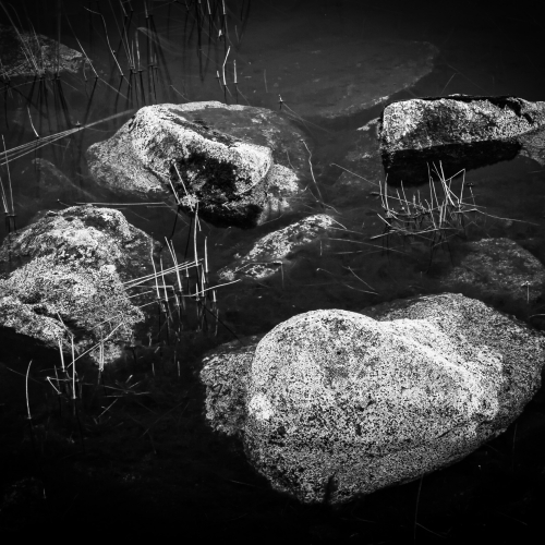 Rocks and reeds, Rannoch Moor, Scotland. SM003
