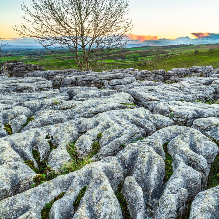 Lone tree at edge of limestone pavement above Malham Cove , Yorkshire Dales, England. EL015