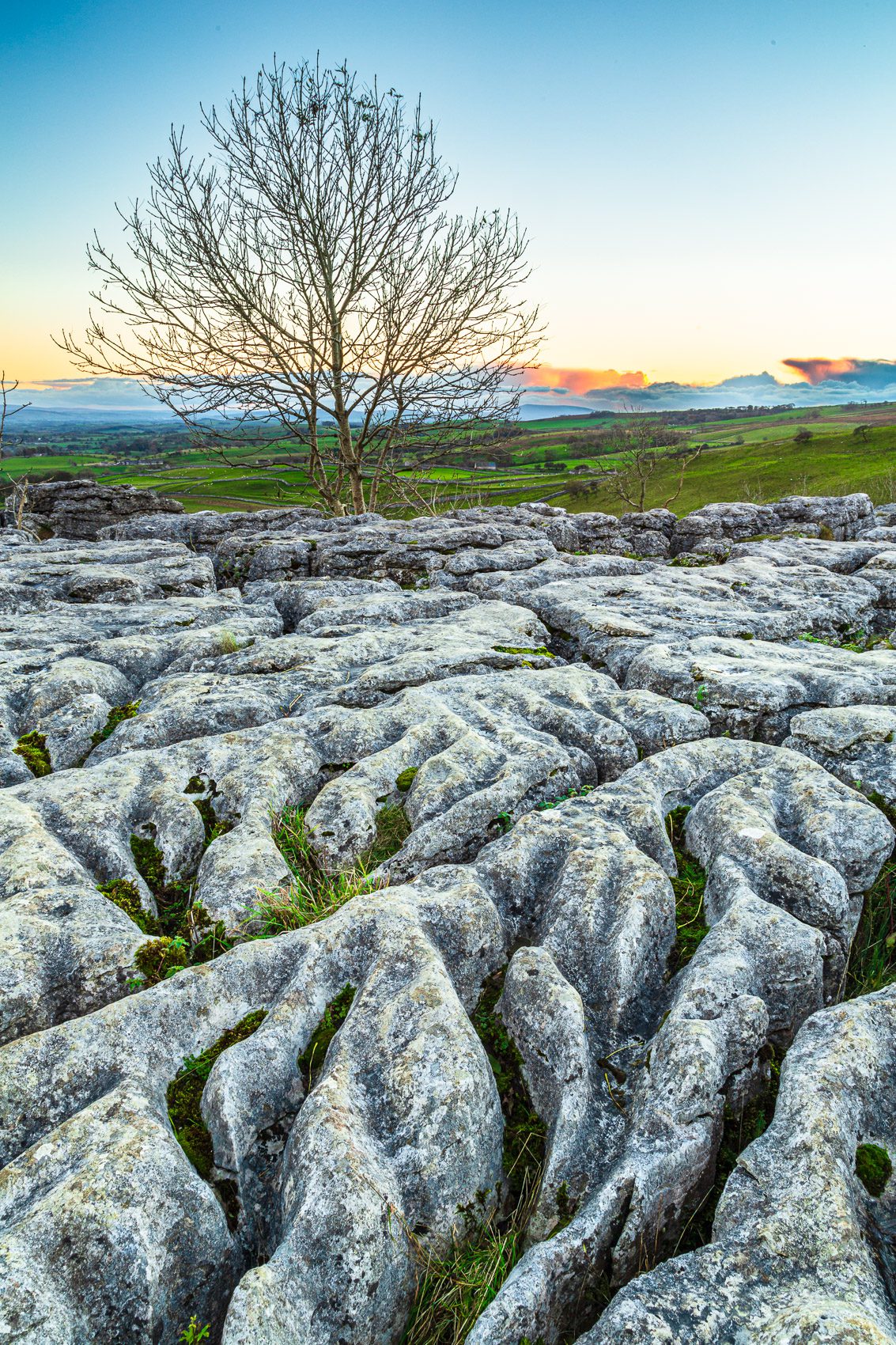 Lone tree at edge of limestone pavement above Malham Cove , Yorkshire Dales, England. EL015