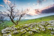 Tree and limestone pavement above Malham Cove, Yorkshire Dales, England. EL012