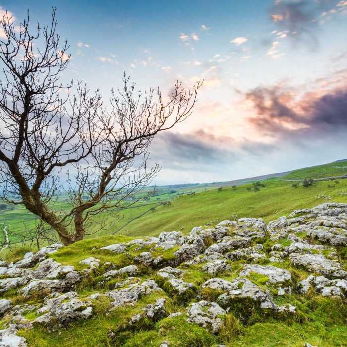 Tree and limestone pavement above Malham Cove, Yorkshire Dales, England. EL012