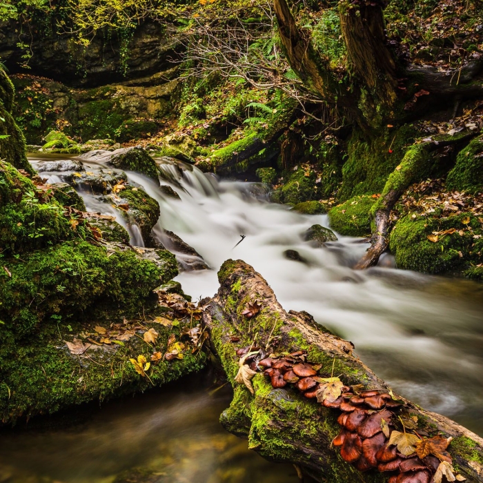 Janet's Foss waterfall, on Gordale Beck, near Malham, Yorkshire, England.