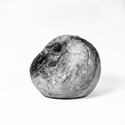 Rotting apple with mold. AB001