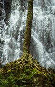 Tree growing on rocky ground against background of Crabtree Falls, North Carolina, USA NC002