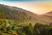 The terraces of The Orchard at Altapass on the Blue Ridge Parkway, North Carolina, USA. NC007