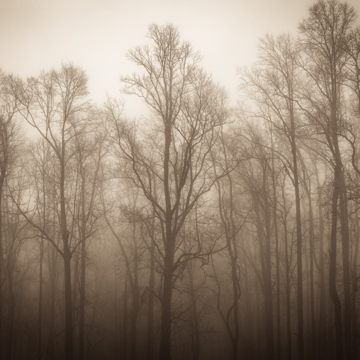 Trees on the BLue Ridge Parkway, North Carolina, USA. CM006