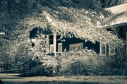 Duotone of house and snow-laden tre at Penland, North Carolina, USA. CM013