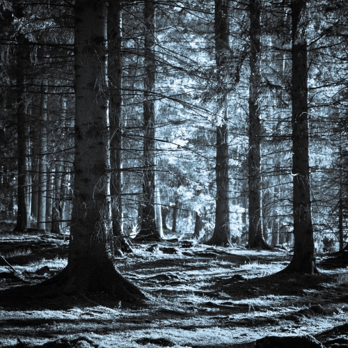 Selenium-toned monochrome image of Kinclaven Wood, Perthshire, Scotland. SM032