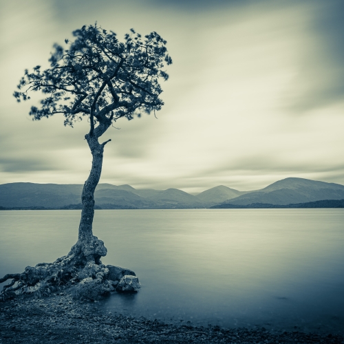 Duotone of tree, Millarochy Bay, Loch Lomond, Scotland. SM033