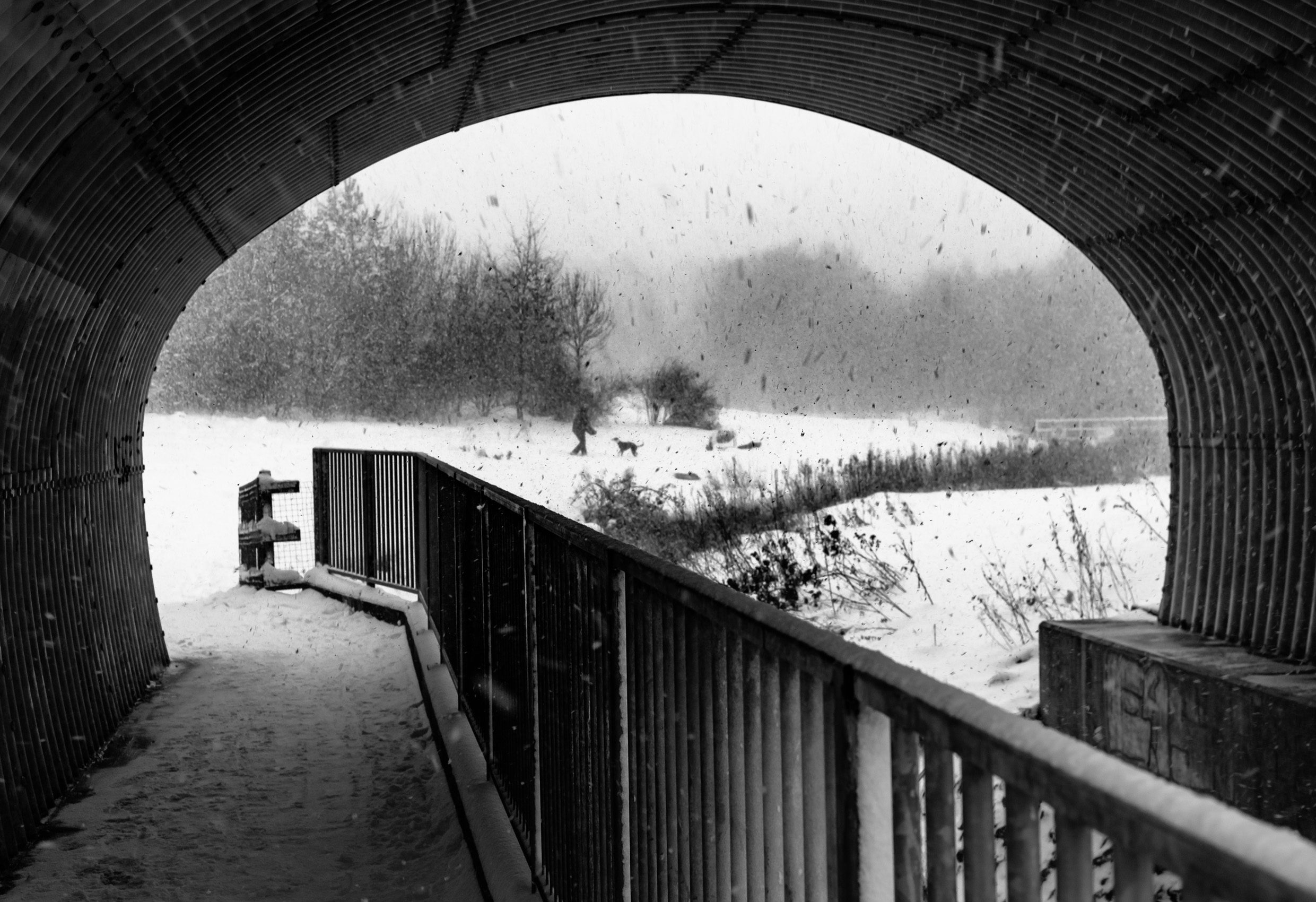 Person and dog playing in a snowstorm. EH037