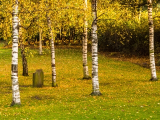 Stand of birch trees in Princes Street Gardens, Edinburgh, Scotland. EH019