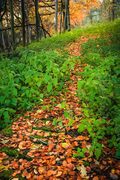 Path through the woods by the River Isla, Angus, Scotland. TA001