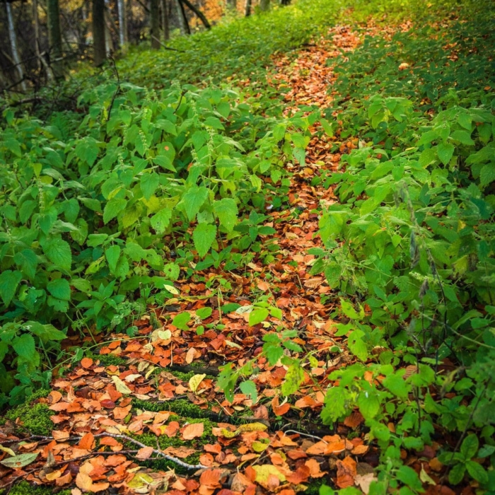 Path through the woods by the River Isla, Angus, Scotland. TA001