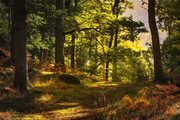 Black Spout Woods, Pitlochry, Perthshire, Scotland. HC062