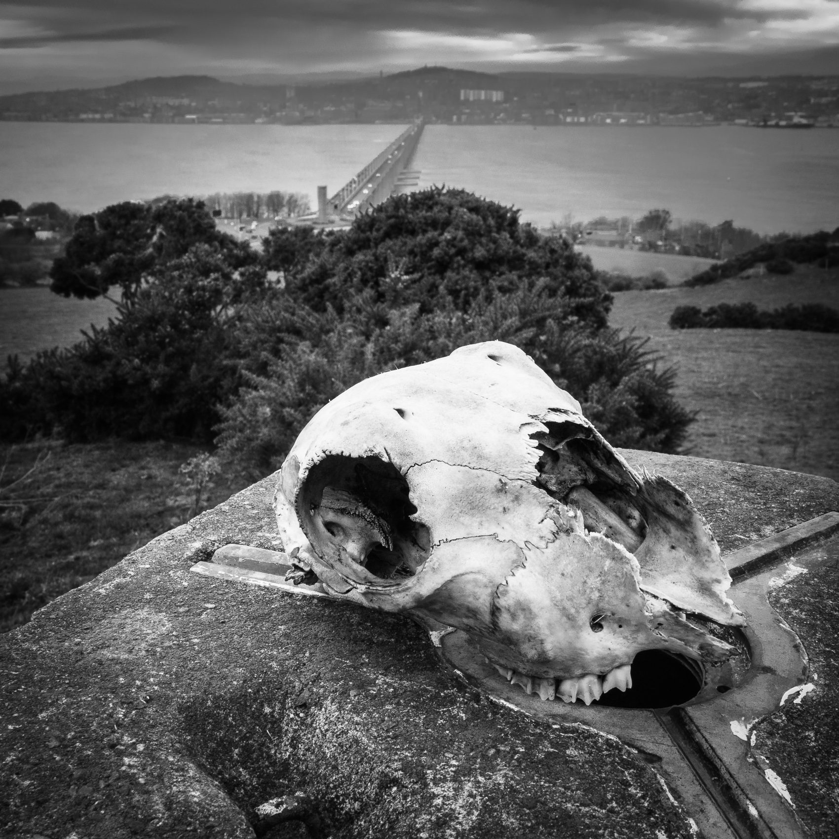 Sheep skull and the Tay Railway Bridge from Northfield, Fife, Scotland. DM001