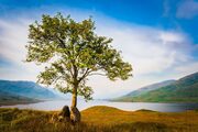 Rowan tree at the head of Loch Arklet, The Trossachs, Scotland. TR003