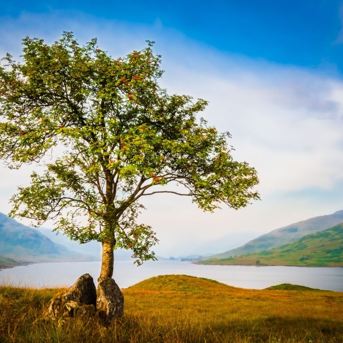 Rowan tree at the head of Loch Arklet, The Trossachs, Scotland. TR003