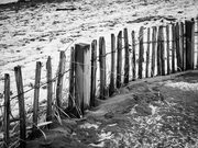 Dune fence on Broughty Ferry beach, Dundee, Scotland