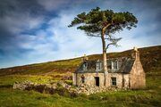 Abandoned croft house and Scots Pine, near Callakille, Applecross, Scotland. AP019