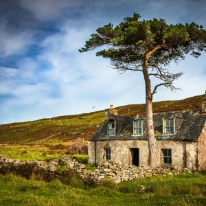 Abandoned croft house and Scots Pine, near Callakille, Applecross, Scotland. AP019
