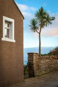 Palm tree growing in a garden in Stromness, Mainland, Orkney Islands. OR006