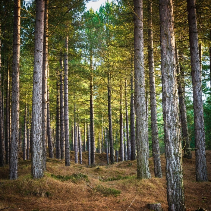 Tentsmuir Forest, near Tayport, Fife, Scotland. RT009