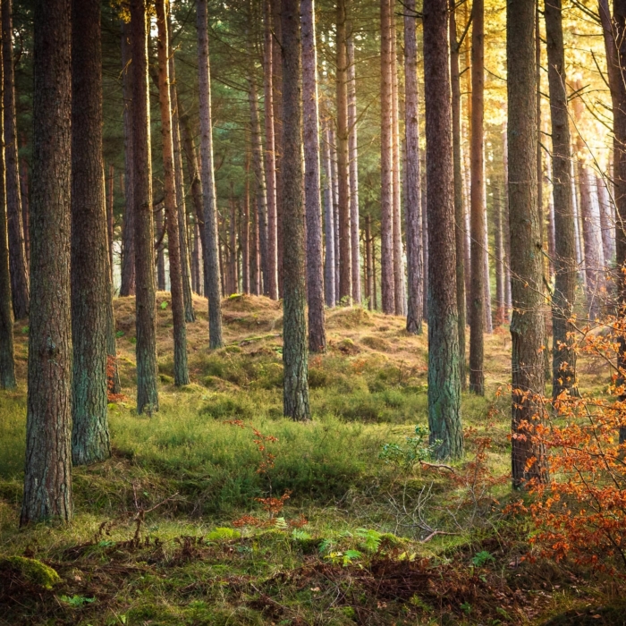 Tentsmuir Forest, near Tayport, Fife, Scotland. RT010