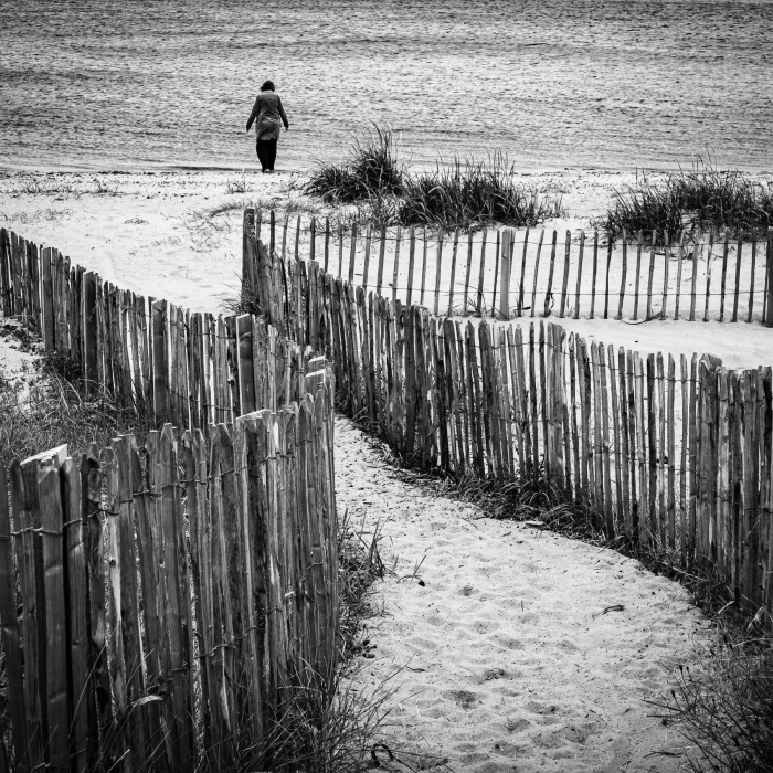 Dune fencing in Broughty Ferry, Dundee, Scotland