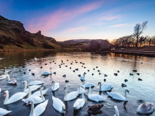 Swans on St Margaret&#039;s Loch, Edinburgh, Scotland. EH034