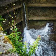 Wild flowers clinging to the side of the quay beside the lock on the Barrow Navigation at St Mullin's (Tigh Moling), County Carlow, Ireland. BR007