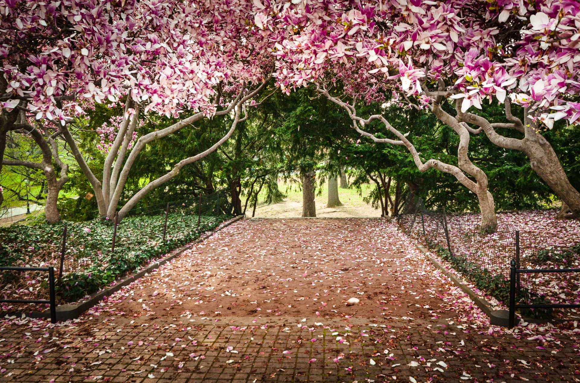 Cherry blossom in Central Park, New York City. NY018