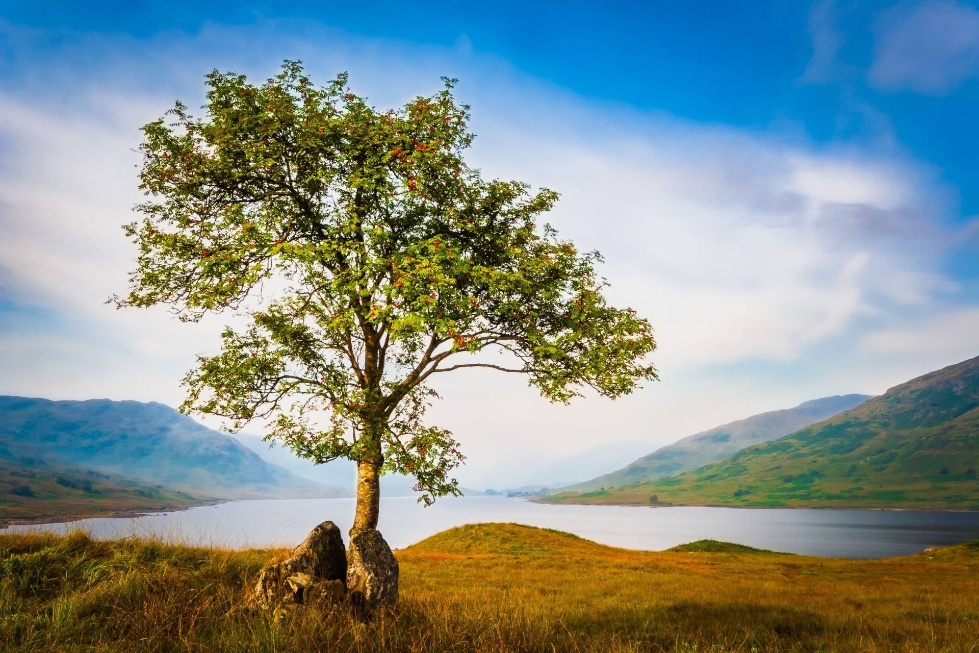 Rowan tree at the head of Loch Arklet, The Trossachs, Scotland.