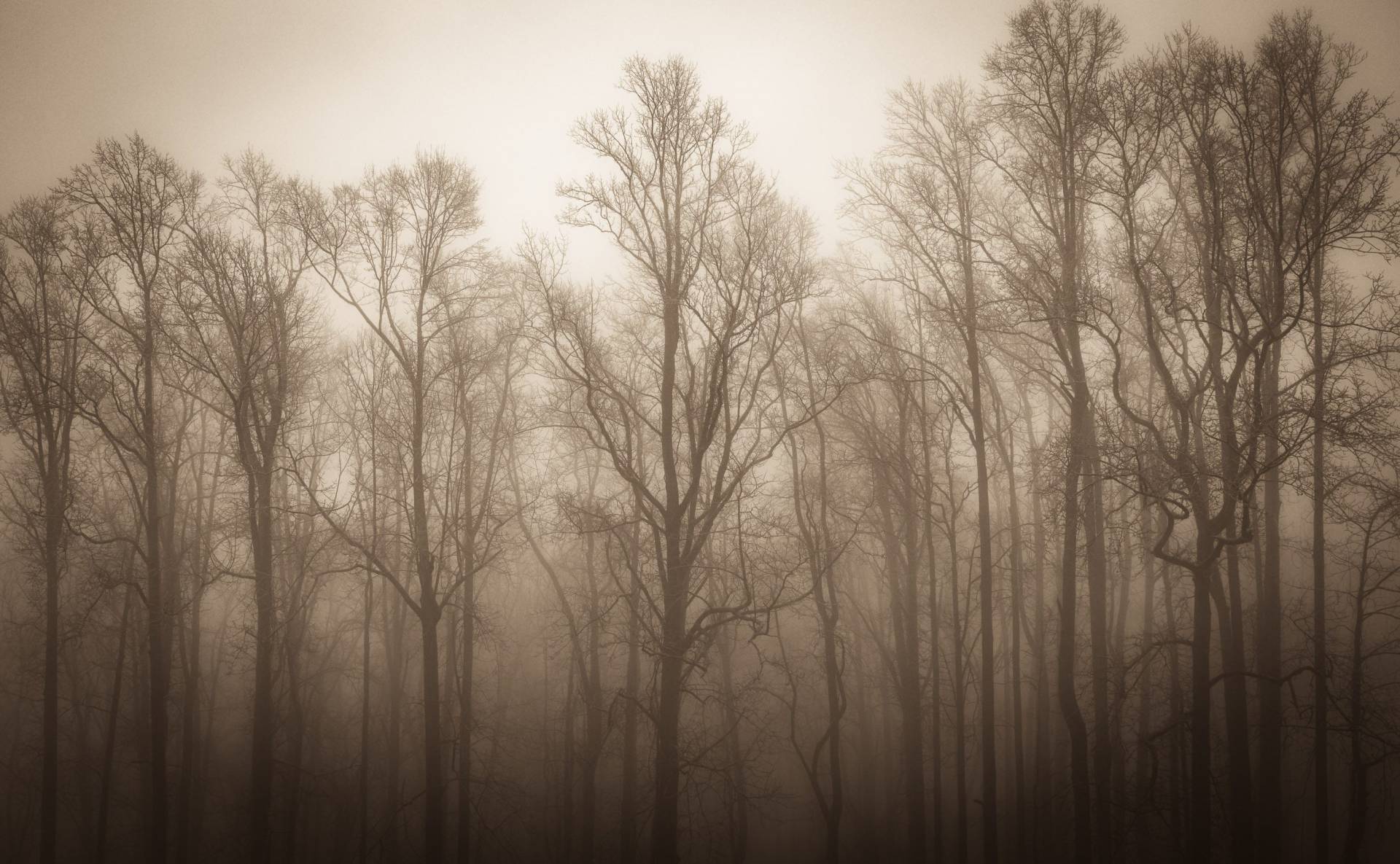 Trees on the BLue Ridge Parkway, North Carolina, USA. CM006