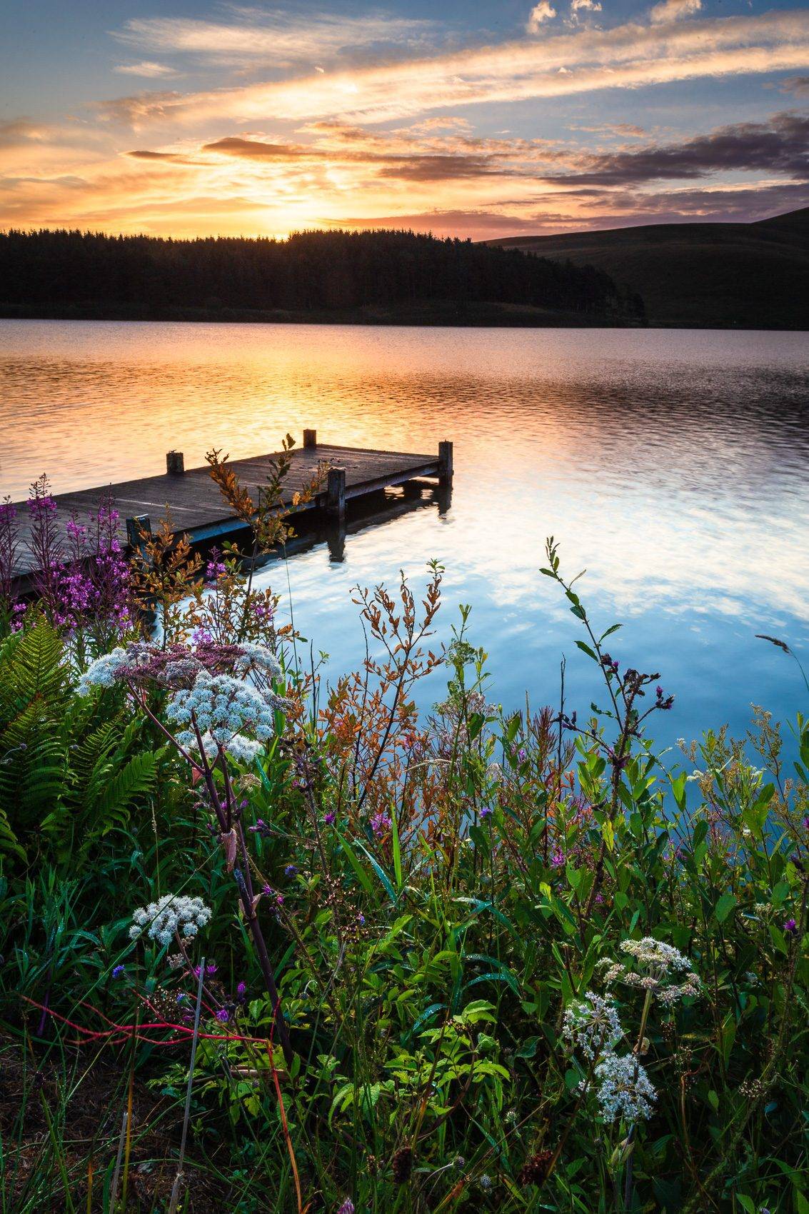 Wildflowers and jetty at Portmore Loch, Borders, Scotland.